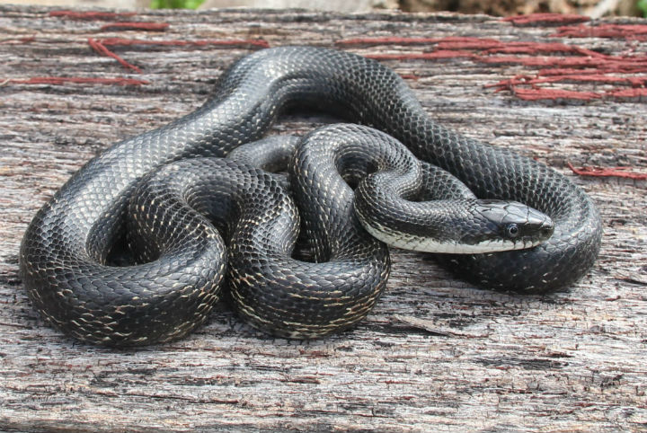 Black Rat Snake